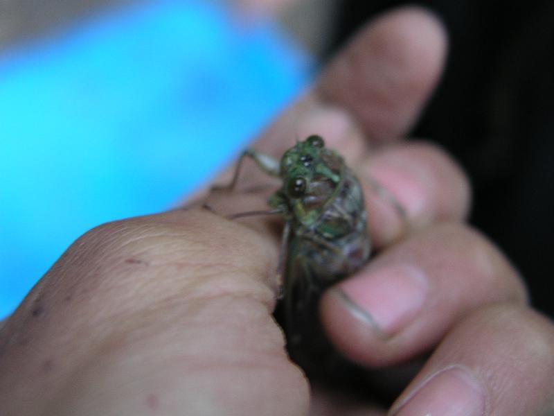 OLYMPUS DIGITAL CAMERA         