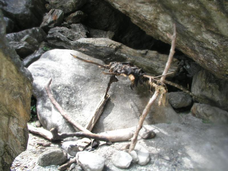 OLYMPUS DIGITAL CAMERA         