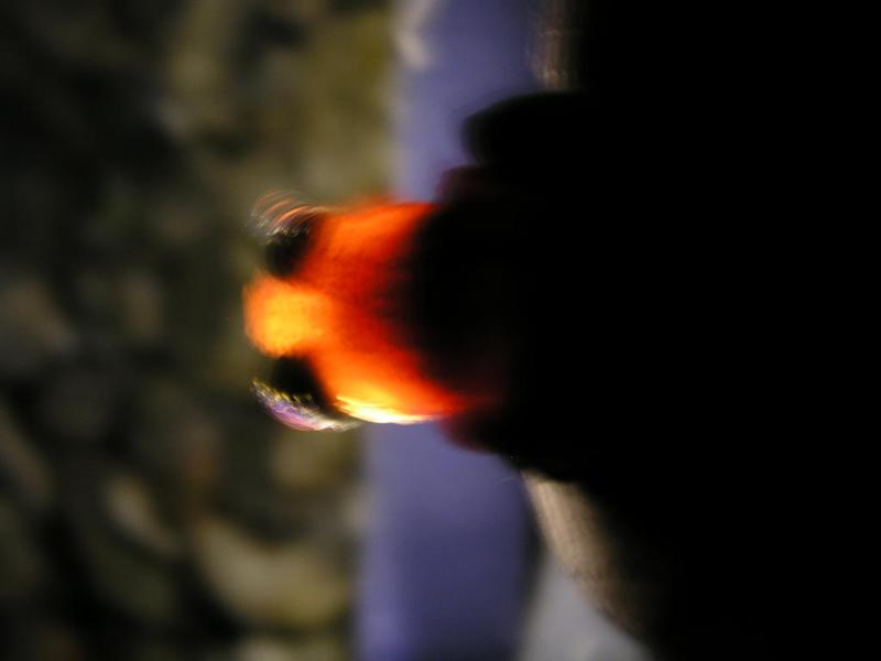 OLYMPUS DIGITAL CAMERA         