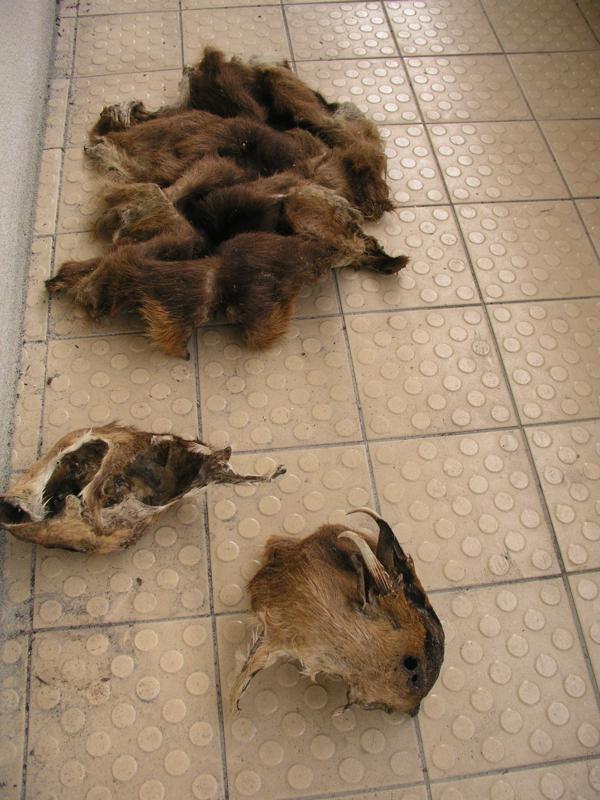 OLYMPUS DIGITAL CAMERA         