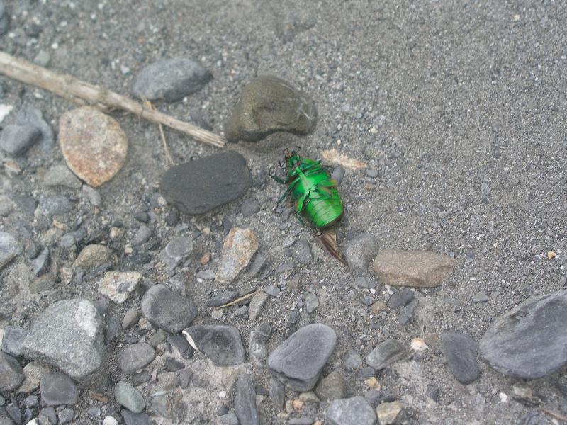 OLYMPUS DIGITAL CAMERA         