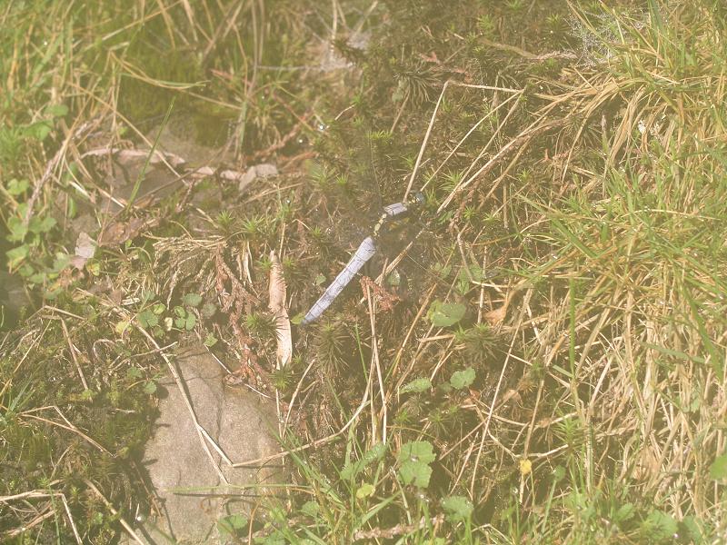 OLYMPUS DIGITAL CAMERA         