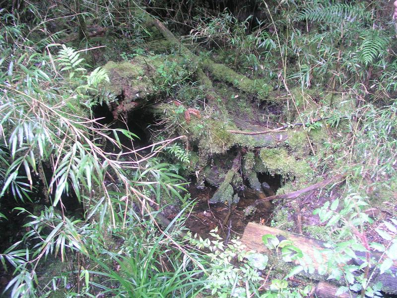 OLYMPUS DIGITAL CAMERA         