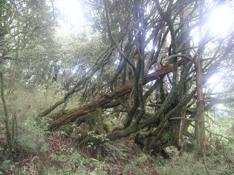 OLYMPUS DIGITAL CAMERA         