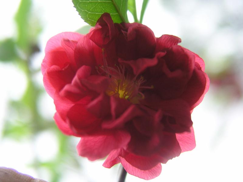 OLYMPUS DIGITAL CAMERA         