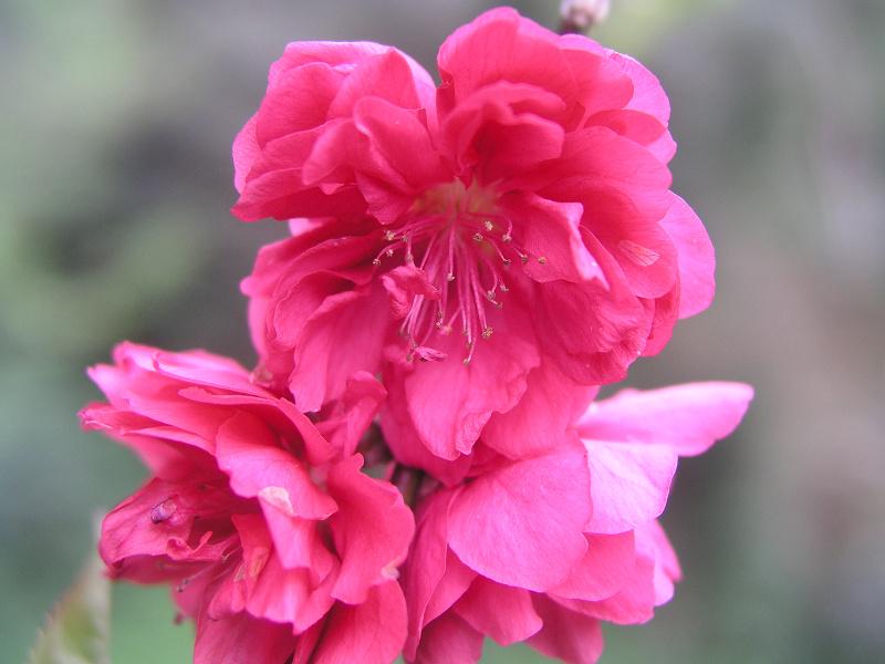 OLYMPUS DIGITAL CAMERA         