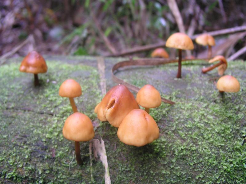 OLYMPUS DIGITAL CAMERA         