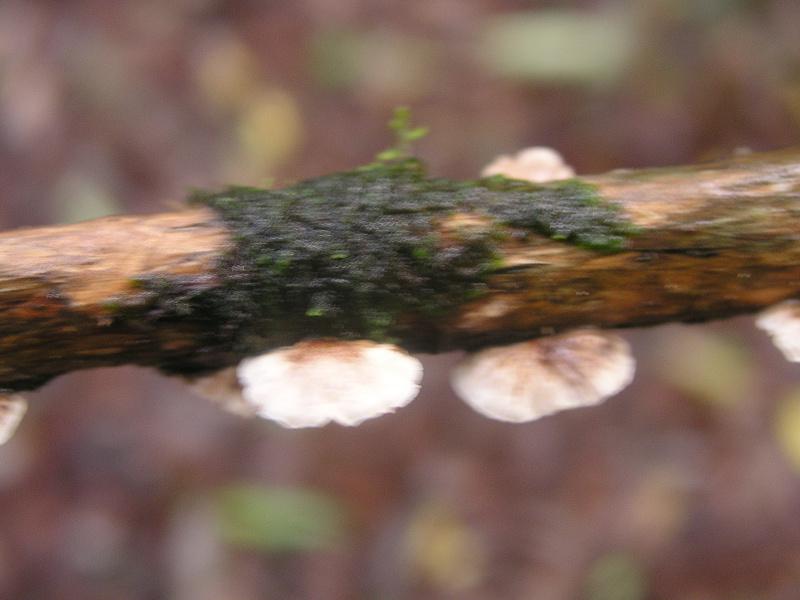 OLYMPUS DIGITAL CAMERA         