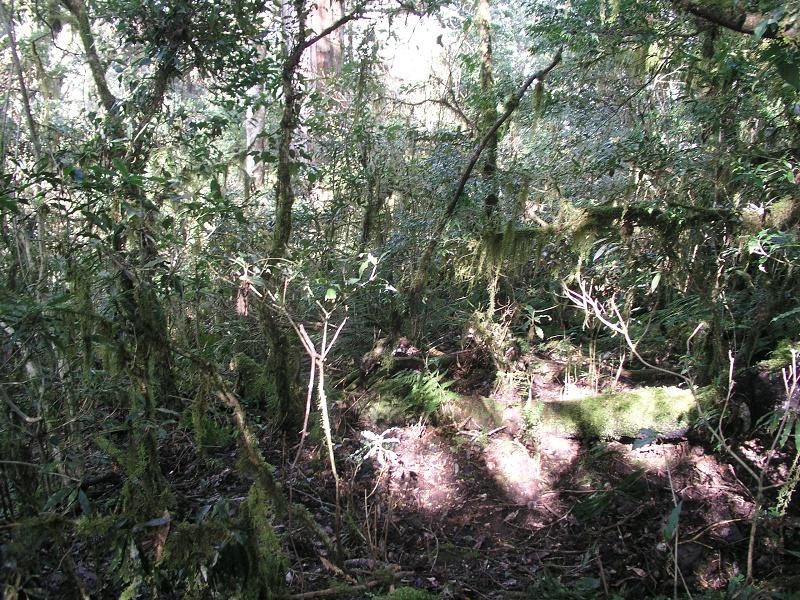 OLYMPUS DIGITAL CAMERA         