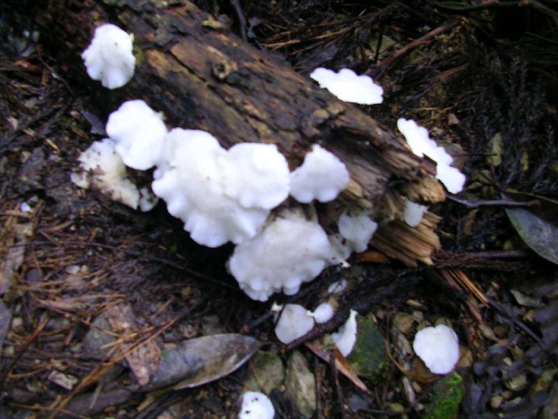 SANYO DIGITAL CAMERA