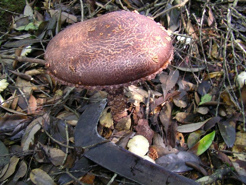 SANYO DIGITAL CAMERA