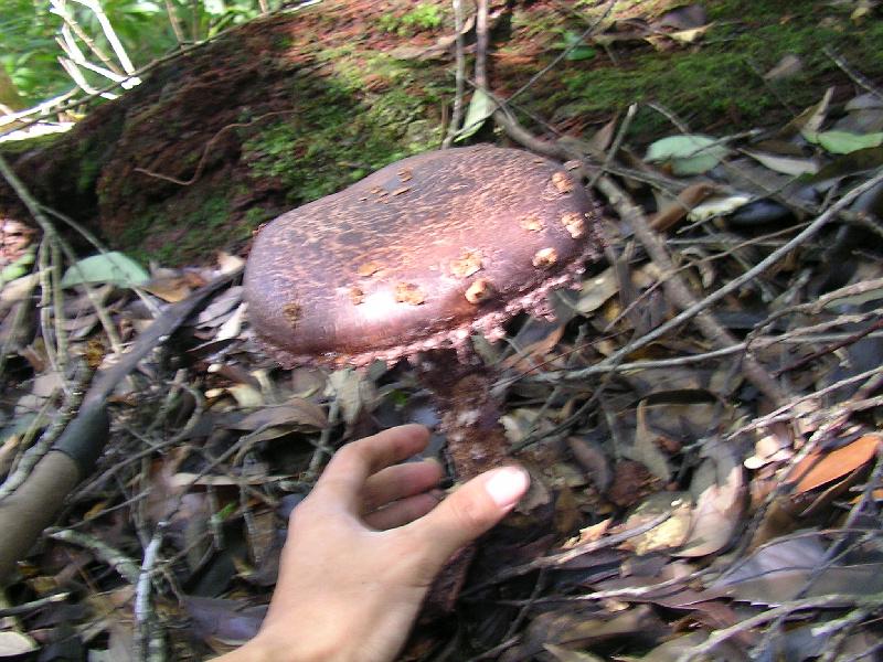 SANYO DIGITAL CAMERA