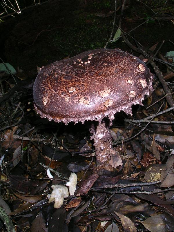 SANYO DIGITAL CAMERA