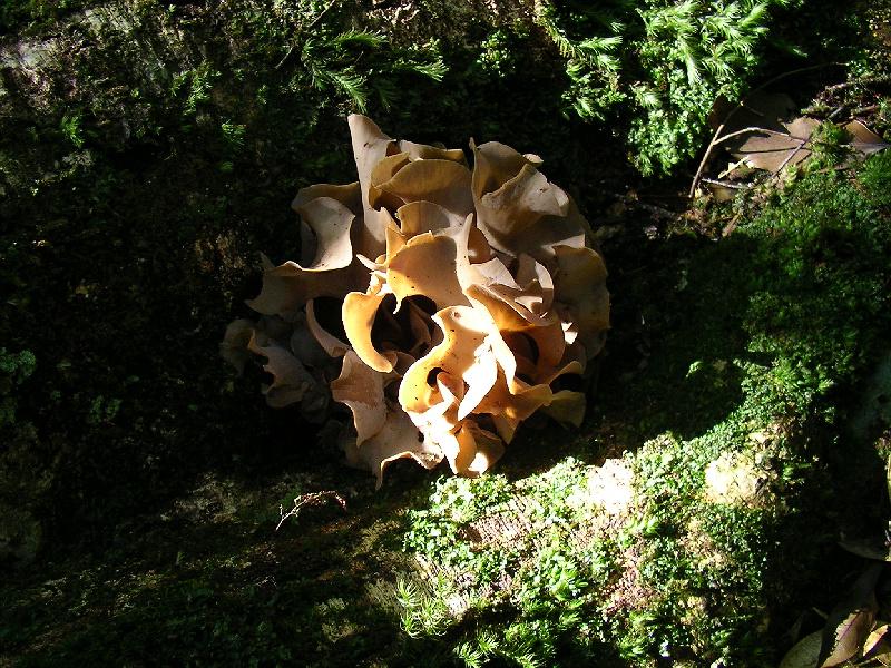 SANYO DIGITAL CAMERA