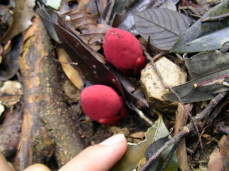 SANYO DIGITAL CAMERA