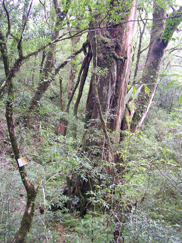 SANYO DIGITAL CAMERA