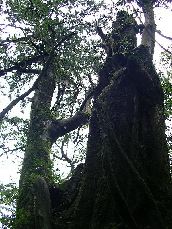 SANYO DIGITAL CAMERA