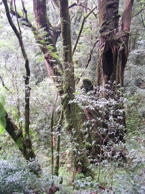 SANYO DIGITAL CAMERA