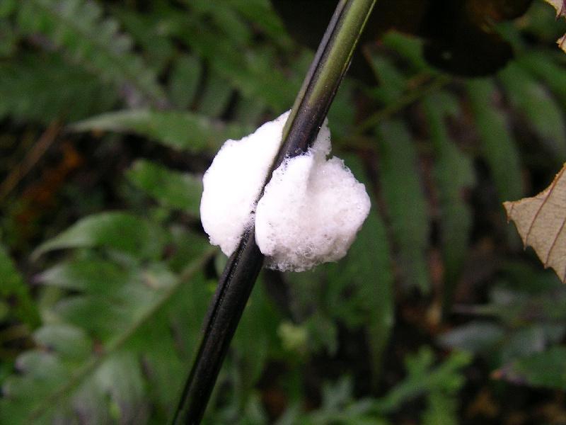 SANYO DIGITAL CAMERA