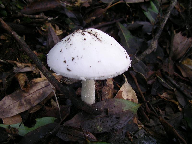 SANYO DIGITAL CAMERA