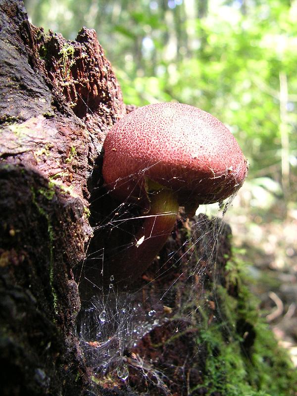 SANYO DIGITAL CAMERA