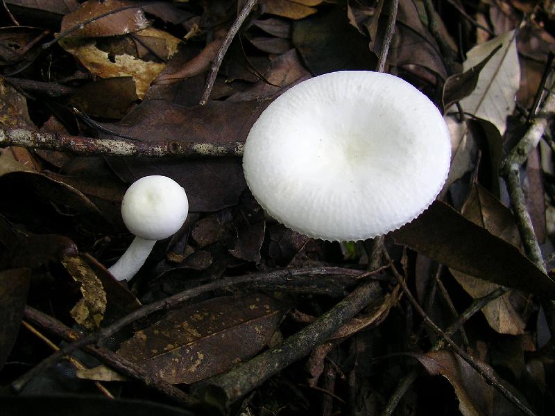 SANYO DIGITAL CAMERA