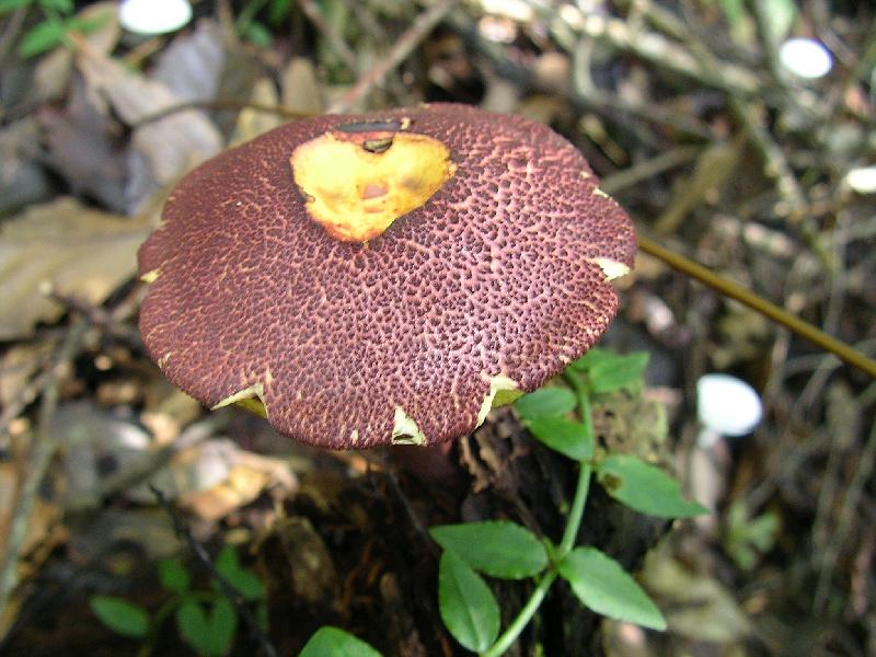 SANYO DIGITAL CAMERA