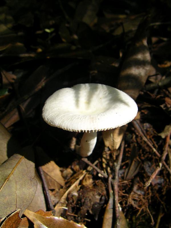 SANYO DIGITAL CAMERA