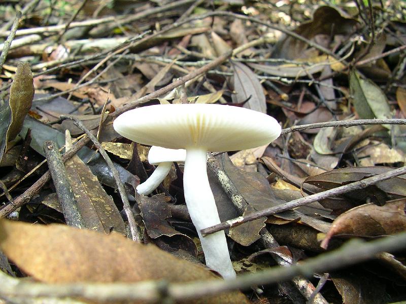 SANYO DIGITAL CAMERA