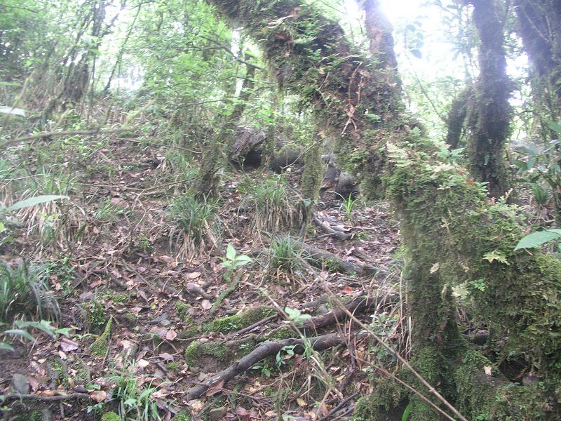 OLYMPUS DIGITAL CAMERA         