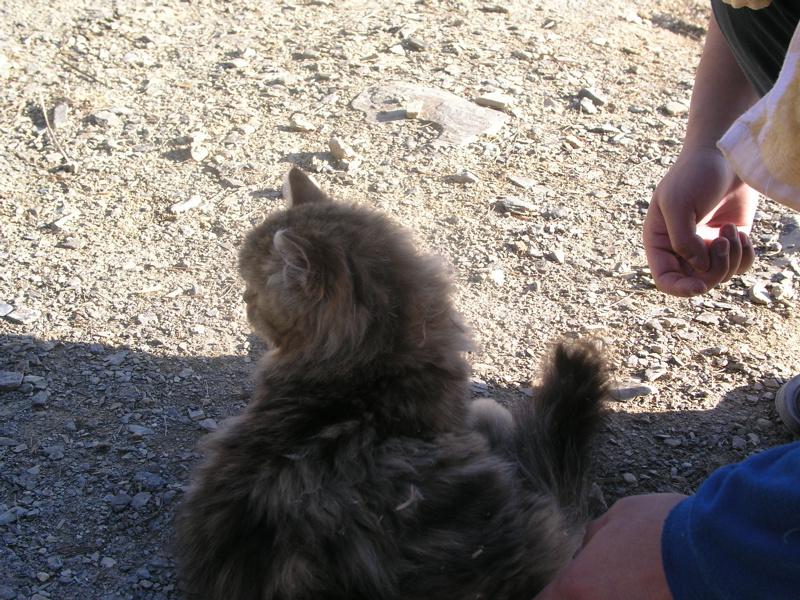 OLYMPUS DIGITAL CAMERA         