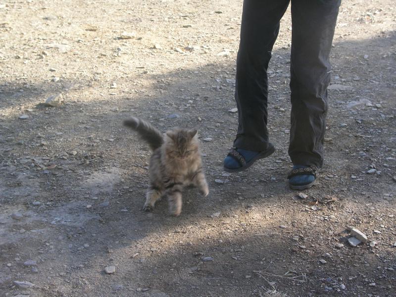 OLYMPUS DIGITAL CAMERA         