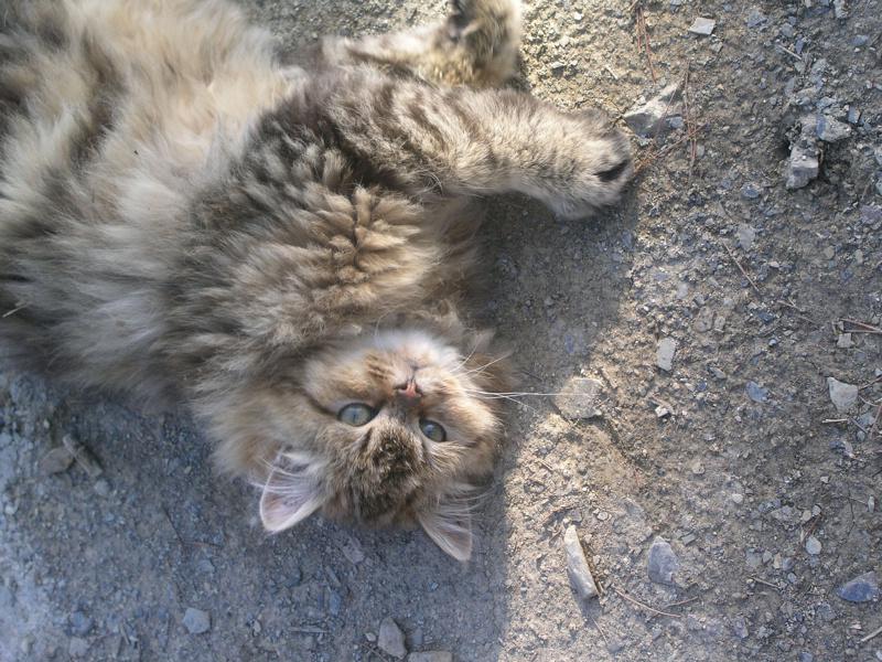 OLYMPUS DIGITAL CAMERA         