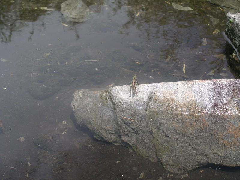 OLYMPUS DIGITAL CAMERA         