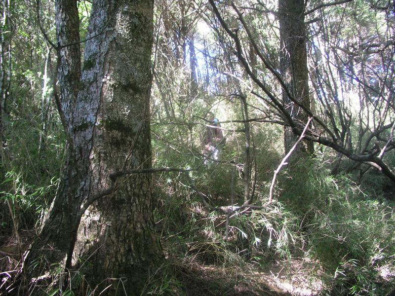 OLYMPUS DIGITAL CAMERA         