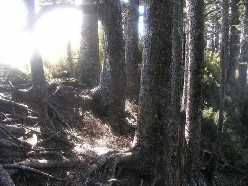 OLYMPUS DIGITAL CAMERA         